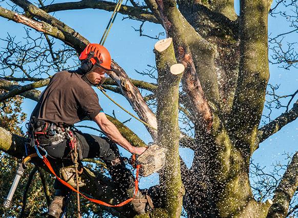 Abattage arbre Bastogne